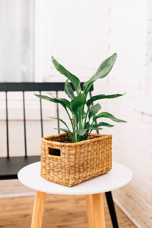 Banana Twine Demi Panier